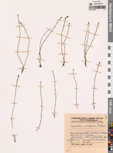 Equisetum variegatum Schleich. ex F.Weber & D.Mohr, Siberia, Yakutia (S5) (Russia)