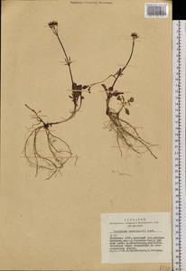 Valeriana martjanovii Krylov, Siberia, Altai & Sayany Mountains (S2) (Russia)