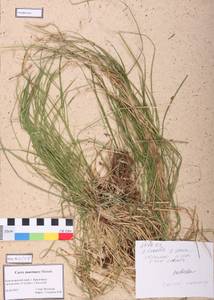 Carex pediformis var. macroura (Meinsh.) Kük., Siberia, Central Siberia (S3) (Russia)