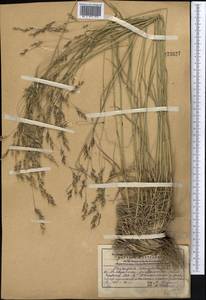 Piptatherum songaricum (Trin. & Rupr.) Roshev., Middle Asia, Western Tian Shan & Karatau (M3) (Kazakhstan)