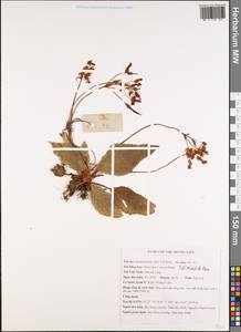 Oreocharis aurea Dunn, South Asia, South Asia (Asia outside ex-Soviet states and Mongolia) (ASIA) (Vietnam)