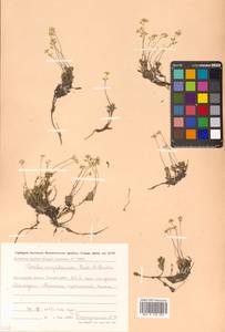 Draba magadanensis Berkut. & A. P. Khokhr., Siberia, Chukotka & Kamchatka (S7) (Russia)
