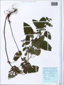 Melissa officinalis L., Crimea (KRYM) (Russia)