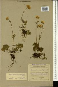 Ranunculus caucasicus M. Bieb., Caucasus, Azerbaijan (K6) (Azerbaijan)