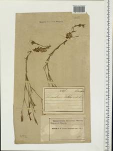 Dianthus deltoides L., Eastern Europe, Northern region (E1) (Russia)