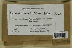 Syntrichia ruralis (Hedw.) F. Weber & D. Mohr, Bryophytes, Bryophytes - Chukotka & Kamchatka (B21) (Russia)