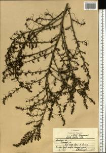 Salsola tragus L., Eastern Europe, Moscow region (E4a) (Russia)
