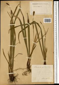 Carex pilosa Scop., Eastern Europe, Moscow region (E4a) (Russia)