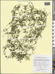 Vicia tetrasperma (L.) Schreb., Caucasus, Black Sea Shore (from Novorossiysk to Adler) (K3) (Russia)