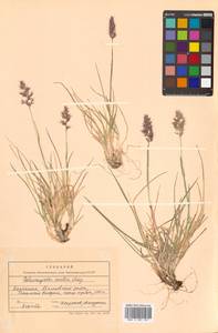 Calamagrostis purpurascens subsp. purpurascens, Siberia, Chukotka & Kamchatka (S7) (Russia)