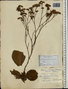 Limonium gmelini (Willd.) Kuntze, Eastern Europe, South Ukrainian region (E12) (Ukraine)