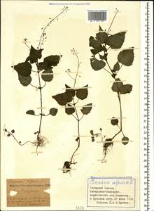 Circaea alpina L., Caucasus, Stavropol Krai, Karachay-Cherkessia & Kabardino-Balkaria (K1b) (Russia)