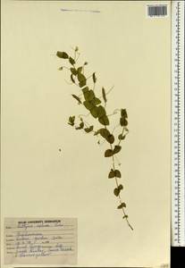 Lathyrus aphaca L., South Asia, South Asia (Asia outside ex-Soviet states and Mongolia) (ASIA) (India)