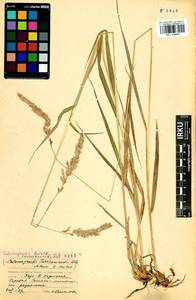 Calamagrostis korotkyi Litv., Siberia, Baikal & Transbaikal region (S4) (Russia)