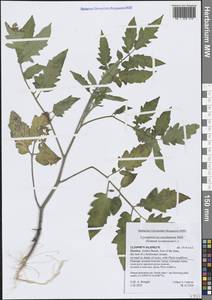 Solanum lycopersicum L., South Asia, South Asia (Asia outside ex-Soviet states and Mongolia) (ASIA) (Yemen)
