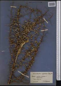 Caragana halodendron (Pall.) Dum.Cours., Middle Asia, Syr-Darian deserts & Kyzylkum (M7) (Uzbekistan)