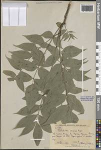 Phellodendron amurense Rupr., Siberia, Russian Far East (S6) (Russia)