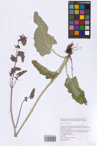 Salvia nutans L., Eastern Europe, Eastern region (E10) (Russia)