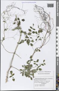 Thalictrum minus subsp. minus, Eastern Europe, Middle Volga region (E8) (Russia)