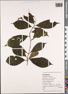Clerodendrum, South Asia, South Asia (Asia outside ex-Soviet states and Mongolia) (ASIA) (Vietnam)
