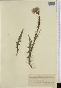 Cirsium creticum (Lam.) d'Urv., Western Europe (EUR) (Romania)