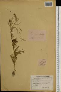 Descurainia sophia (L.) Webb ex Prantl, Siberia (no precise locality) (S0) (Russia)
