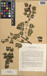 Betula litwinowii Doluch., South Asia, South Asia (Asia outside ex-Soviet states and Mongolia) (ASIA) (Turkey)