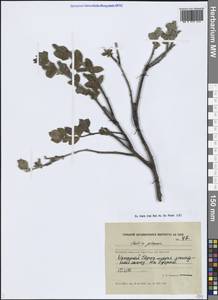 Salix glauca L., Siberia, Central Siberia (S3) (Russia)