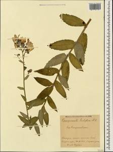 Campanula lactiflora M.Bieb., Caucasus, Stavropol Krai, Karachay-Cherkessia & Kabardino-Balkaria (K1b) (Russia)