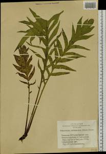 Rhaponticum carthamoides subsp. carthamoides, Siberia, Altai & Sayany Mountains (S2) (Russia)