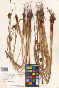 Juncus effusus L., Eastern Europe, North Ukrainian region (E11) (Ukraine)