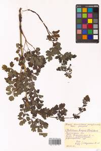 Thalictrum minus subsp. elatum (Jacq.) Stoj. & Stef., Siberia, Chukotka & Kamchatka (S7) (Russia)