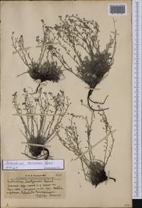 Eritrichium tuvinense Popov, Siberia, Altai & Sayany Mountains (S2) (Russia)