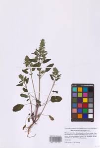 Dracocephalum thymiflorum L., Eastern Europe, Moscow region (E4a) (Russia)