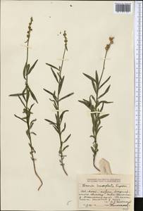 Linaria incompleta Kuprian., Middle Asia, Dzungarian Alatau & Tarbagatai (M5) (Kazakhstan)