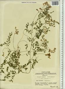 Vicia sylvatica L., Siberia, Western Siberia (S1) (Russia)