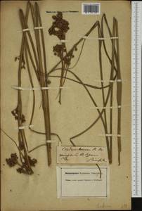 Cladium mariscus (L.) Pohl, Western Europe (EUR) (Switzerland)