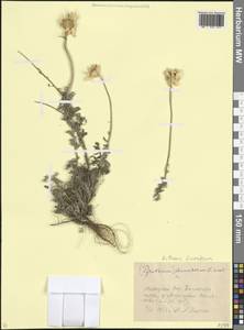 Cota triumfettii (L.) Gay, Caucasus, Azerbaijan (K6) (Azerbaijan)