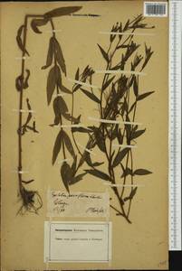 Epilobium parviflorum Schreb., Western Europe (EUR) (Germany)