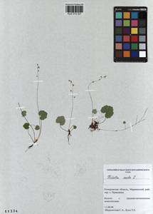 Mitella nuda L., Siberia, Altai & Sayany Mountains (S2) (Russia)