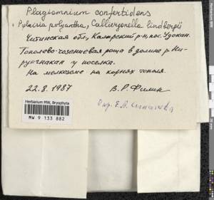 Plagiomnium confertidens (Lindb. & Arnell) T.J. Kop., Bryophytes, Bryophytes - Baikal & Transbaikal regions (B18) (Russia)
