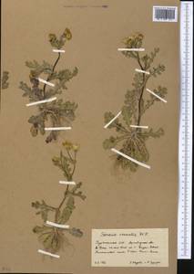 Senecio vernalis Waldst. & Kit., Middle Asia, Kopet Dag, Badkhyz, Small & Great Balkhan (M1) (Turkmenistan)