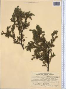 Juniperus communis var. saxatilis Pall., Western Europe (EUR) (Norway)