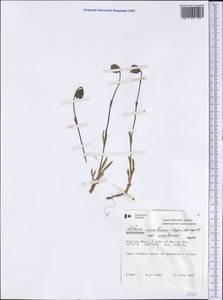 Silene uralensis subsp. uralensis, America (AMER) (Canada)