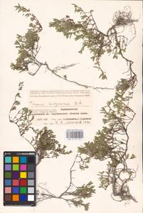 MHA 0 157 022, Thymus kirgisorum Dubj., Eastern Europe, Lower Volga region (E9) (Russia)