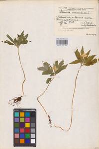 Anemone ranunculoides L., Eastern Europe, Middle Volga region (E8) (Russia)