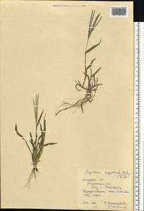 Digitaria sanguinalis (L.) Scop., Eastern Europe, Central forest-and-steppe region (E6) (Russia)