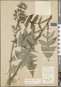 Cicerbita alpina (L.) Wallr., Eastern Europe, Northern region (E1) (Russia)