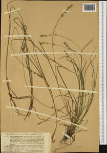 Carex divulsa Stokes, Western Europe (EUR) (Germany)