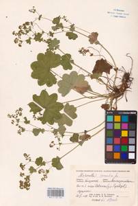 Alchemilla sarmatica Juz., Eastern Europe, Central region (E4) (Russia)
